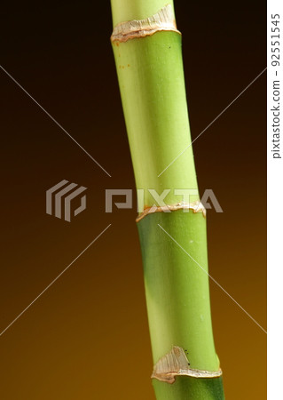 bamboo stem on brown background bamboo stem on brown background 92551545