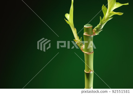 bamboo stem with foliage on green background 92551581