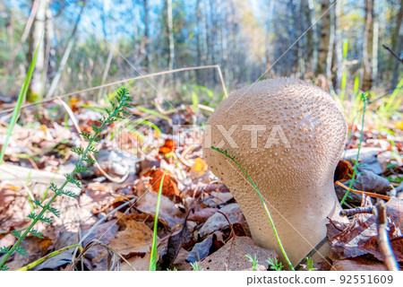 Lycoperdon is a genus of puffball mushrooms 92551609