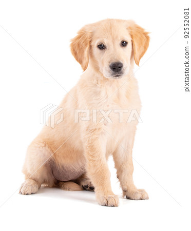 Golden Retriever puppy sitting Golden Retriever puppy sitting 92552081