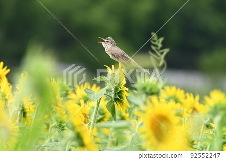 拉克的推特 92552247