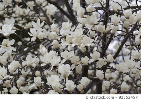 The white flowers of Yulan magnolia in full bloom are in bloom. The scientific name is Magnolia de nudata. The white flowers of Yulan magnolia in full bloom are in bloom. The scientific name is Magnolia de nudata. 92552457