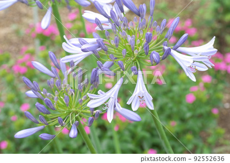 百子蓮紫色花【綠色背景】 92552636