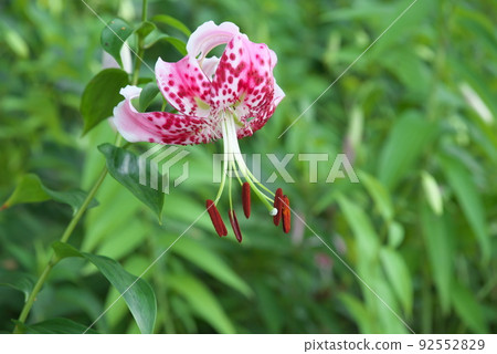 花菜園 Takiyuri：百合的變種 [綠色背景] 92552829