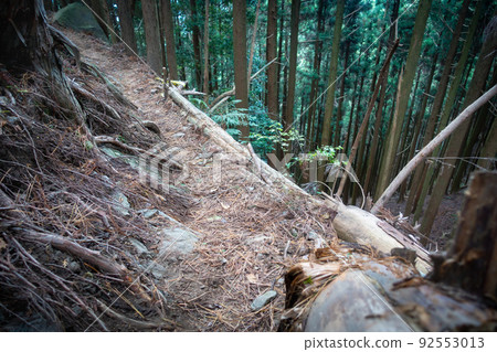 森林照片。自然和山脈的形象。京峰森林。 森林照片。自然和山脈的形象。京峰森林。 92553013