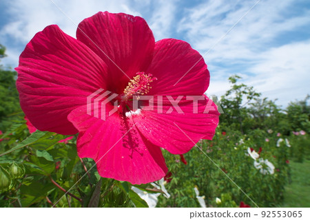 Uranus, the red flower of Titan Bikas in the flower garden [blue sky background] 92553065