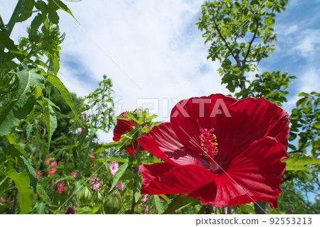 Hanana Garden 中 Titan Bikas 的紅色花朵耀斑 [藍天背景] 92553213
