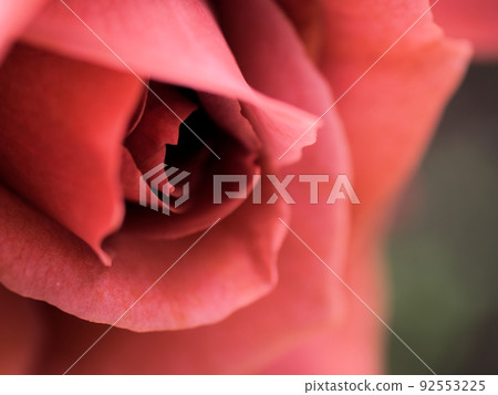 五月盛開的玫瑰花“紅茶” 92553225