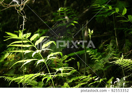 Spiders and young leaves Spiders and young leaves 92553352