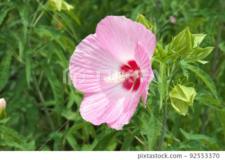 Pink flower Iris of Titan Bikas in the flower garden [green background] 92553370