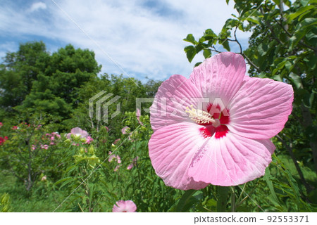 Pink flower Iris of Titan Bikas in the flower garden [green background] 92553371
