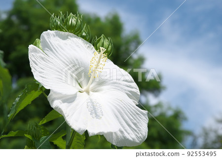 White flower elf of Titan Bikas in Hanana Garden [Sky background] 92553495