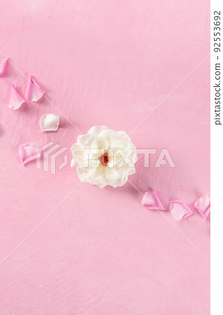 Flower banner with roses and petals, shot from above on a pink table Flower banner with roses and petals, shot from above on a pink table 92553692