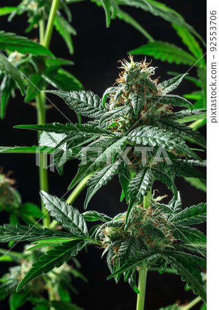 Blooming cannabis plants, with green leaves and white and yellow flowers Blooming cannabis plants, with green leaves and white and yellow flowers 92553706