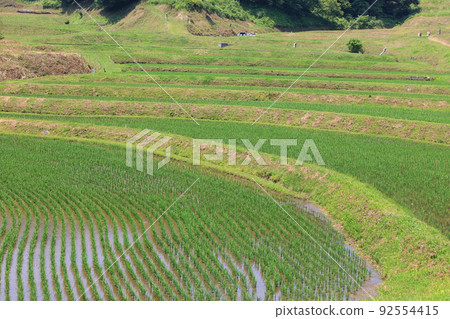 Rice terraces in early summer where green rice grows Rice terraces in early summer where green rice grows 92554415