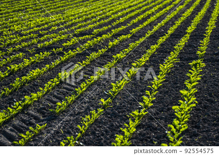Red beet or sugar beet growing in soil. Fresh green leaves of beetroot. Row of green young beet leaves growth in organic farm. Close-up agricultural beet plantation. 92554575