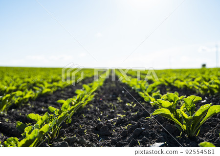 A row of young shoots of sugar beet. Agricultural beet plantation in the evening. 92554581