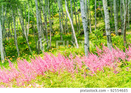 (Nagano Prefecture) Fujimi Kogen Resort Shirakaba Area Spirea blooming flower field (Nagano Prefecture) Fujimi Kogen Resort Shirakaba Area Spirea blooming flower field 92554685