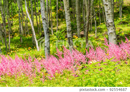 (Nagano Prefecture) Fujimi Kogen Resort Shirakaba Area Spirea blooming flower field 92554687