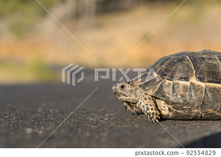 A small land turtle crosses the road. A small land turtle crosses the road. 92554829
