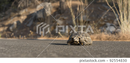 A small land turtle crosses the road. A small land turtle crosses the road. 92554830
