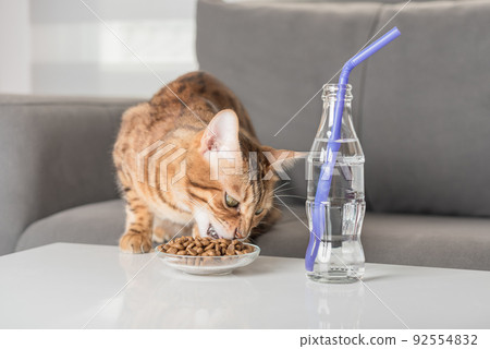 Bengal cat eats dry food on a coffee table. Stock Photo