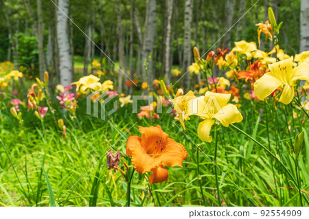 (Nagano Prefecture) Fujimi Kogen Resort / Shirakaba Area Hemerocalis Blooming Flower Field 92554909