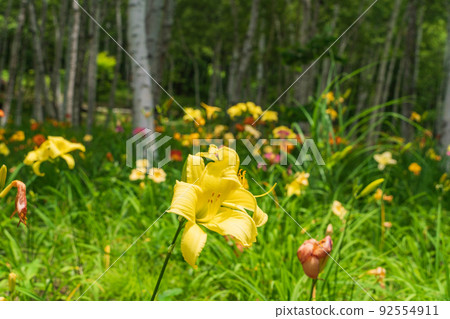 (Nagano Prefecture) Fujimi Kogen Resort / Shirakaba Area Hemerocalis Blooming Flower Field (Nagano Prefecture) Fujimi Kogen Resort / Shirakaba Area Hemerocalis Blooming Flower Field 92554911