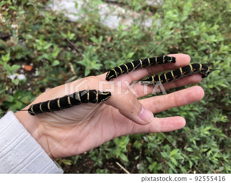 Caterpillar larva 92555416