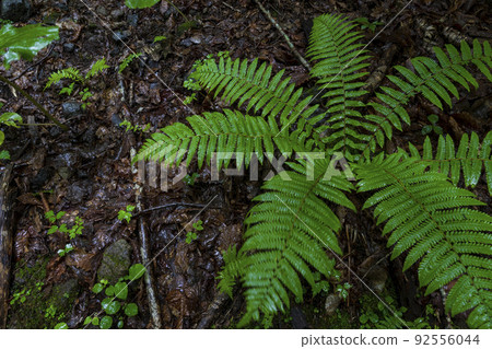Plant Plant 92556044
