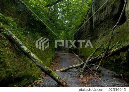 Hokkaido Moss Corridor Hokkaido Moss Corridor 92556045