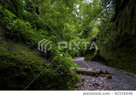 Hokkaido Moss Corridor Hokkaido Moss Corridor 92556046
