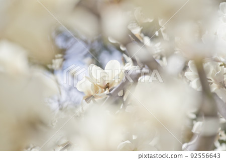 玉蘭玉蘭白花盛開。學名是 Magnolia de nudata。 92556643