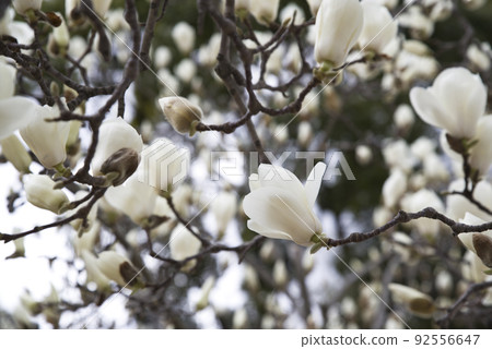 玉蘭玉蘭白花盛開。學名是 Magnolia de nudata。 92556647