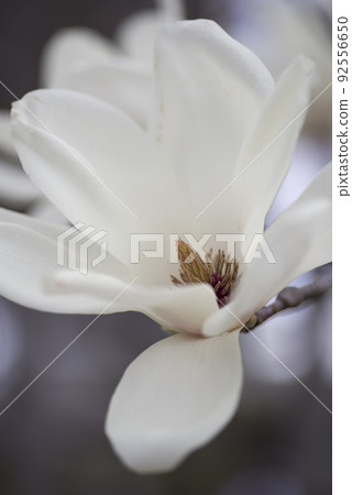 The white flowers of Yulan magnolia are in bloom. The scientific name is Magnolia de nudata. The white flowers of Yulan magnolia are in bloom. The scientific name is Magnolia de nudata. 92556650