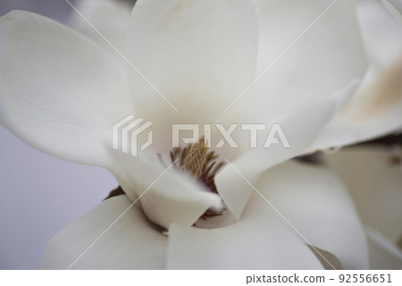 The white flowers of Yulan magnolia are in bloom. The scientific name is Magnolia de nudata. 92556651