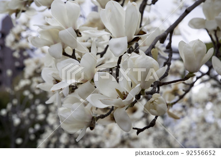 The white flowers of Yulan magnolia are in bloom. The scientific name is Magnolia de nudata. The white flowers of Yulan magnolia are in bloom. The scientific name is Magnolia de nudata. 92556652