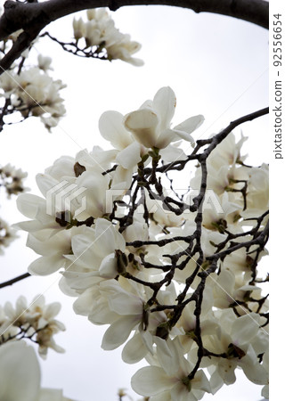 The white flowers of Yulan magnolia are in bloom. The scientific name is Magnolia de nudata. The white flowers of Yulan magnolia are in bloom. The scientific name is Magnolia de nudata. 92556654