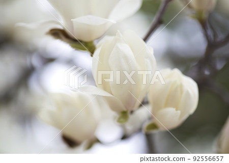 The white flowers of Yulan magnolia are in bloom. The scientific name is Magnolia de nudata. 92556657