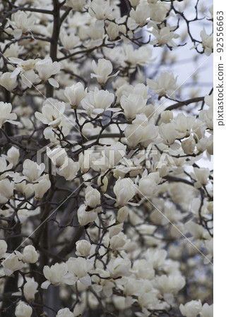 The white flowers of Yulan magnolia are in bloom. The scientific name is Magnolia de nudata. The white flowers of Yulan magnolia are in bloom. The scientific name is Magnolia de nudata. 92556663