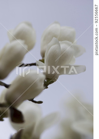 玉蘭玉蘭白花盛開。學名是 Magnolia de nudata。 玉蘭玉蘭白花盛開。學名是 Magnolia de nudata。 92556667