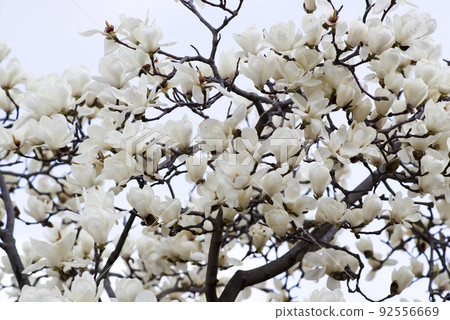 玉蘭玉蘭白花盛開。學名是 Magnolia de nudata。 玉蘭玉蘭白花盛開。學名是 Magnolia de nudata。 92556669