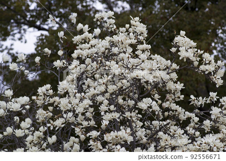 玉蘭玉蘭白花盛開。學名是 Magnolia de nudata。 92556671