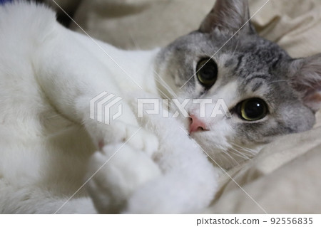 Cat playing with toys 92556835