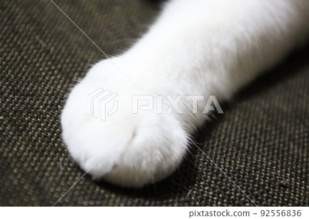 Cat hand cream bun 92556836