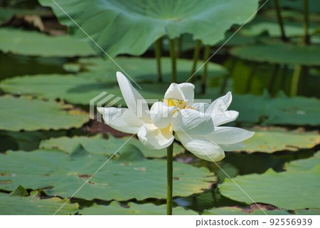 源氏池中盛開的白蓮 源氏池中盛開的白蓮 92556939