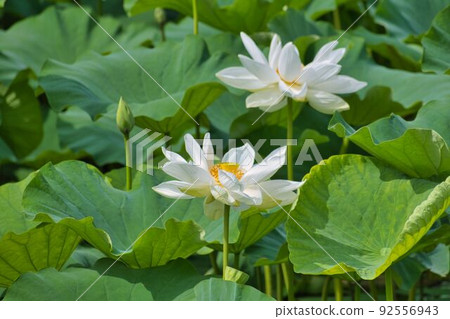 Beautifully blooming two-wheeled white lotus 92556943