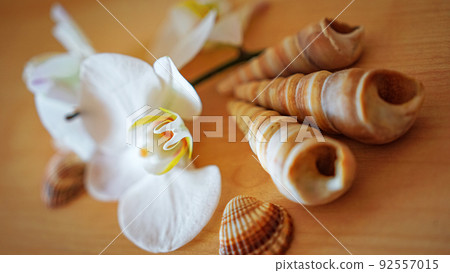 large white orchid flowers on a brown background large white orchid flowers on a brown background 92557015