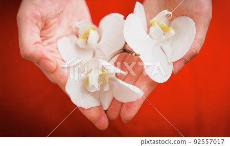 large white orchid flowers in female palms large white orchid flowers in female palms 92557017
