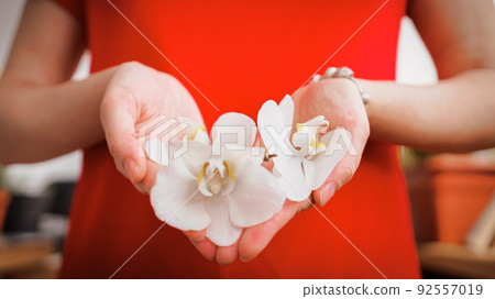 large white orchid flowers in female palms large white orchid flowers in female palms 92557019